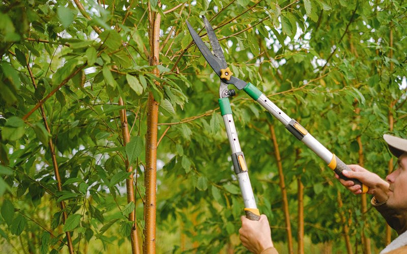 Tree trimming in Hopedale, IL